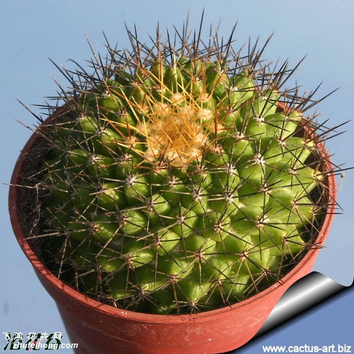 (Mammillaria marksiana)