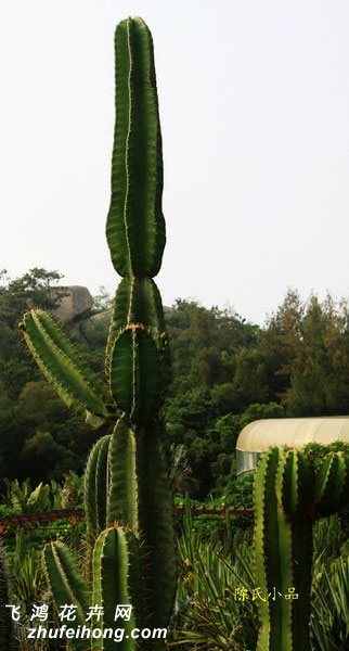 Escontria chiatilla Rose