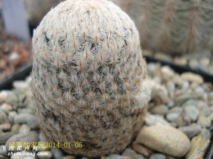 ëMammillaria sanchez mejoradae