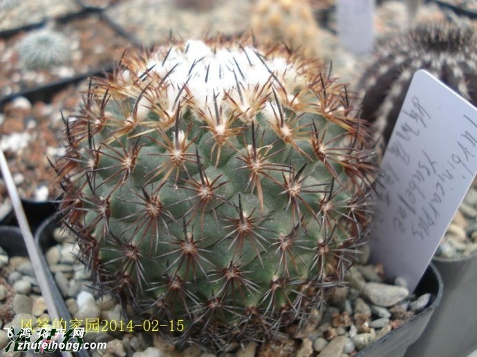 ɯ(Turbinicarpus saueri ssp. ysabelae)