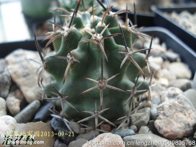 Echinocereus fendleri