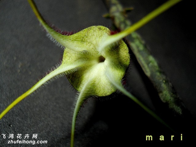 µǮCeropegia stapeliiformis