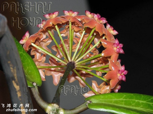 Hoya benguetensis