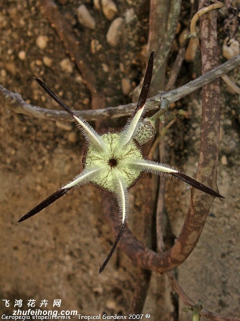 µǮCeropegia stapeliiformis