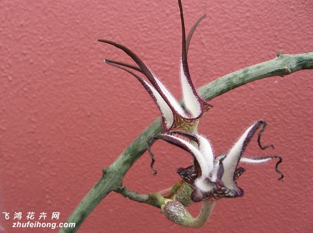 µǮCeropegia stapeliiformis