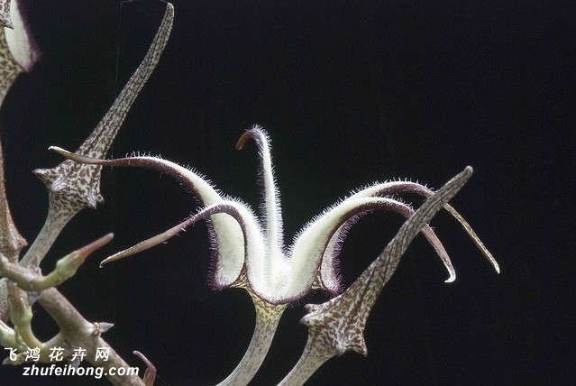 µǮCeropegia stapeliiformis