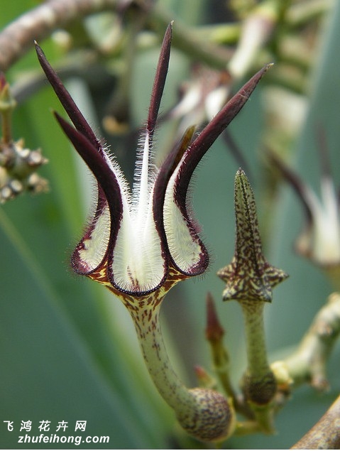 µǮCeropegia stapeliiformis