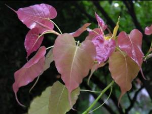 Ficus religiosa L.һɣֲ