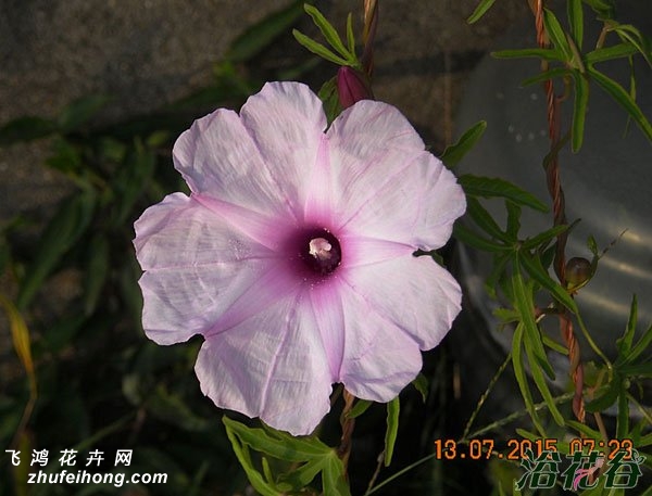 ǣţIpomoea platensis